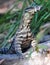 Australian monitor or goanna,queensland,australia