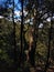 Australian mountain forest landscape in the Blue Mountains. Old tall eucalyptus trees