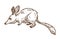 Australian mouse, great bilby isolated sketch, bandicoot