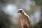 Australian nankeen kestrel