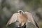 Australian nankeen kestrel