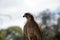 Australian nankeen kestrel