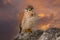 Australian Nankeen Kestrel