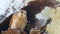 The Australian Nankeen Kestrel