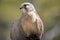 The australian nankeen kestrel is perched on a hand