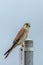 Australian Nankeen Kestrel in Queensland Australia