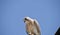 The australian nankeen kestrel is on the roof