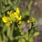 Australian native bees organic boc choy flower