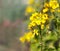 Australian native bees on organic boc choy flower