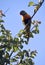 Australian native bird, rainbow lorikeet parrot