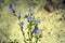 Australian native Blue Dampiera flowers