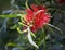 Australian native bottlebrush callistemon