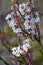 Australian native Coast Coral Heath flowers, Epacris microphylla