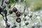 Australian native Conestick cones opened after a bushfire