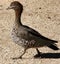 Australian Native Duck