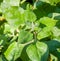 Australian Native Edible Plant Warrigal Greens