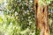 Australian native eucaplytus gum tree framing natural bush setting.