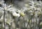 Australian native Flannel Flower wildflowers