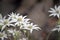 Australian native flannel flowers, Actinotus helianthi