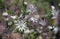 Australian native flannel flowers, Actinotus helianthi