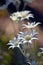 Australian native Flannel Flowers, Actinotus helianthi