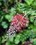 Australian native flora Grevillea Banksii red flower