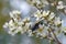 Australian native Freckled Jewel Beetle, Stigmodera macularia, feeding on tea tree blossoms