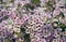 Australian native Geraldton Wax flowering en mass in spring garden