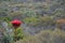 Australian native giant Gymea Lily flower spike