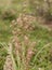 Australian native grass plant Lomandra multiflora Matrush