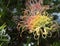 Australian native Grevillea flower