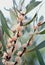 Australian native Hakea dactyloides flowers