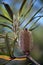 Australian native Hinchinbrook banksia flower, Banksia plagiocarpa