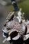 Australian native Jacky Dragon lizard on a Banksia cone