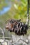 Australian native Jacky Dragon lizard on a Banksia cone