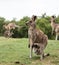 Australian native Kangaroo mother with baby joey in pouch standing in field