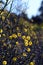Australian native Leafless Rock Wattle, Acacia aphylla, family Fabaceae