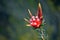 Australian native Mountain Devil flowers Lambertia formosa