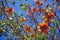 Australian native Pine Mountain Coral Tree flowers