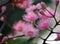 Australian native pink Corymbia blossoms