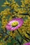 Australian native pink Everlasting Daisy, Rhodanthe chlorocephala, amongst yellow wattle in sunshine