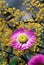 Australian native pink Everlasting Daisy, Rhodanthe chlorocephala, amongst yellow wattle in sunshine