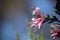 Australian native Pink Five-Corners Flowers