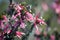 Australian native Pink Five-Corners Flowers, Styphelia triflora,