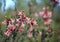 Australian native Pink Five-Corners Flowers, Styphelia triflora,