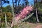 Australian native pink Grevillea flower