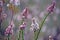 Australian native Pink Swamp heath wildflowers