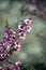 Australian native pink tea tree flowers