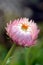 Australian native pink and white everlasting daisy flower,  Xerochrysum bracteatum, family Asteraceae