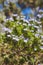 Australian native plant with tiny blue lillac flowers and spiky leaves